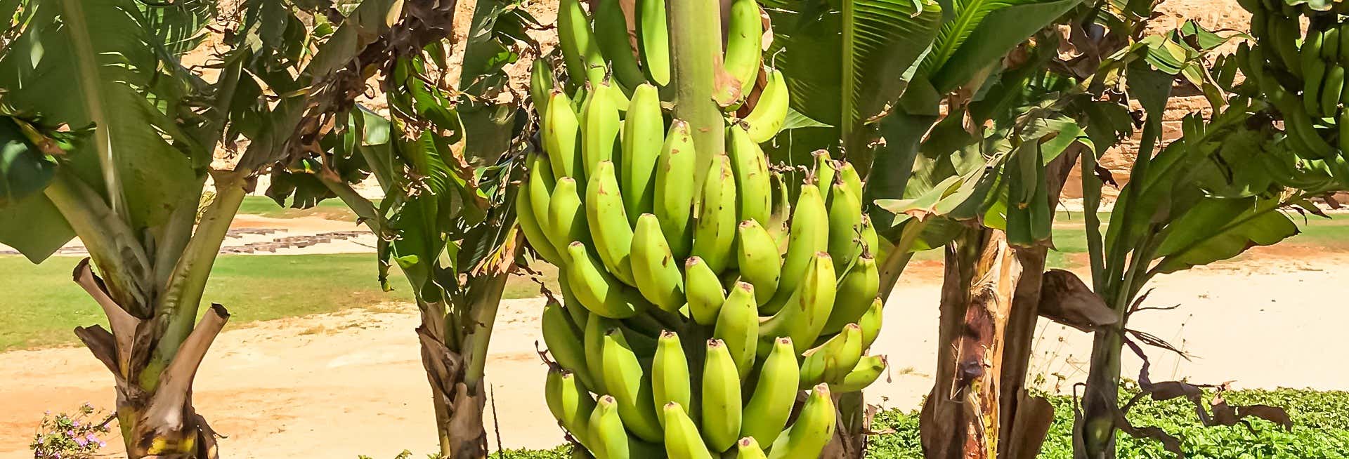 Visita a una piantagione di banane + Lezione di cucina