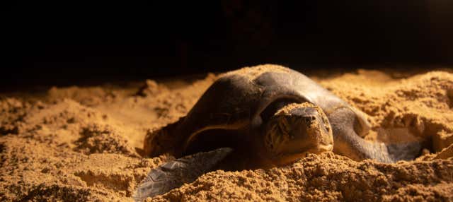 Avvistamento serale di tartarughe marine
