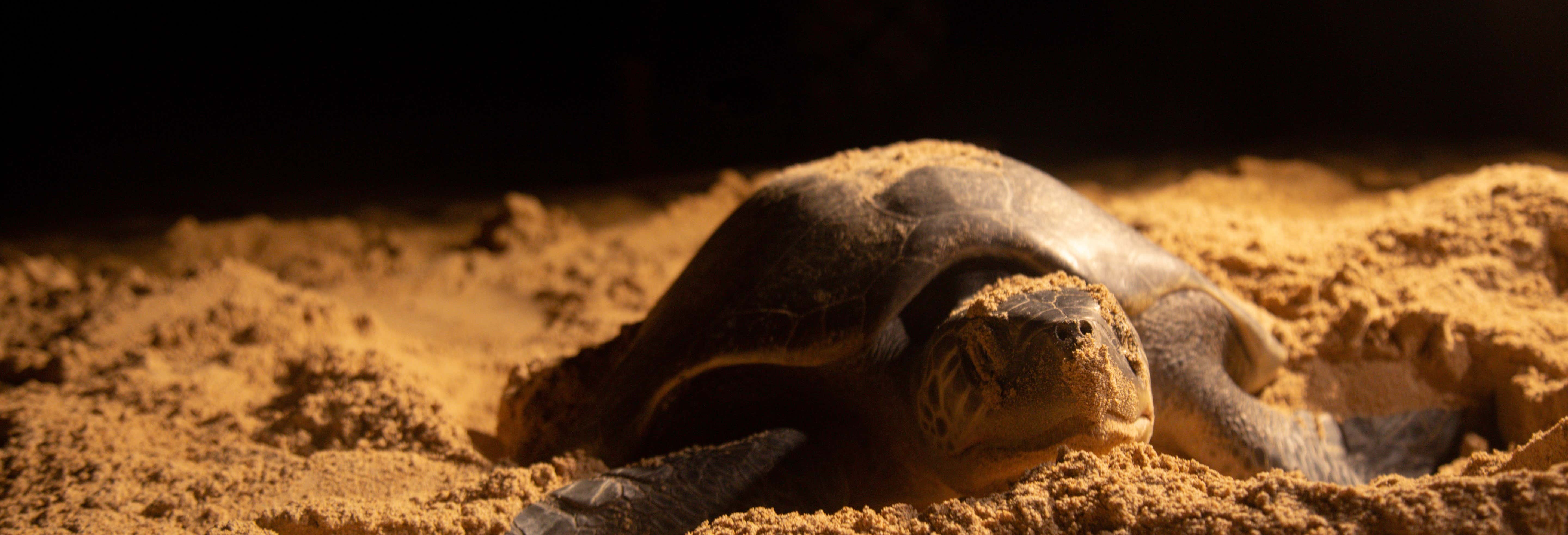 Avvistamento serale di tartarughe marine