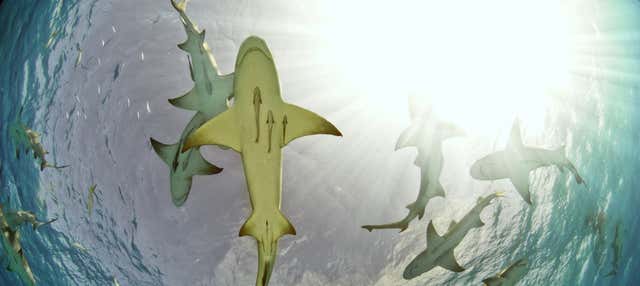 Avistamiento de tiburones limón en la isla de Sal