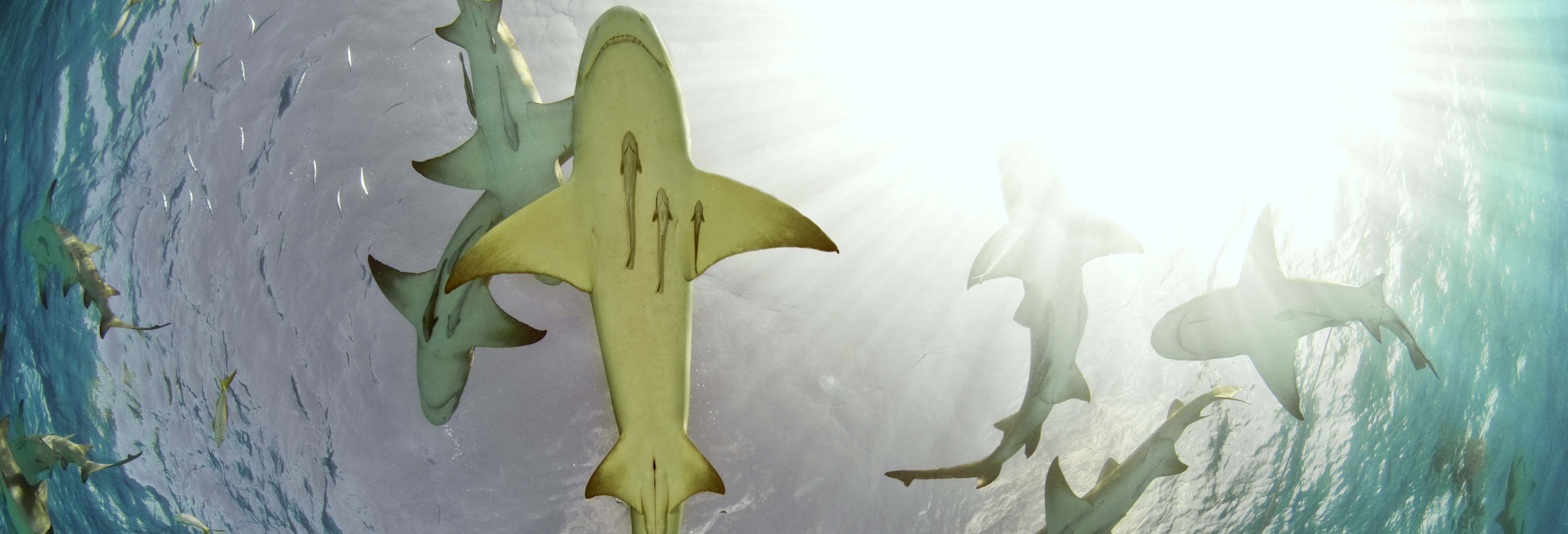 Avistamiento de tiburones limón en la isla de Sal
