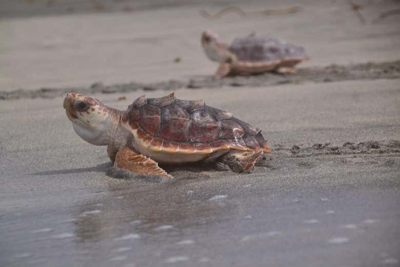 Sal Sea Turtle Watching at Night