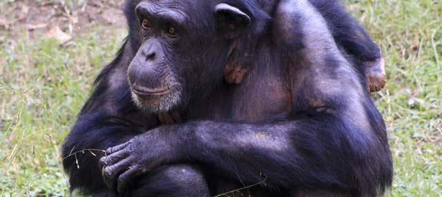 Escursione alla riserva di Pongo-Songo