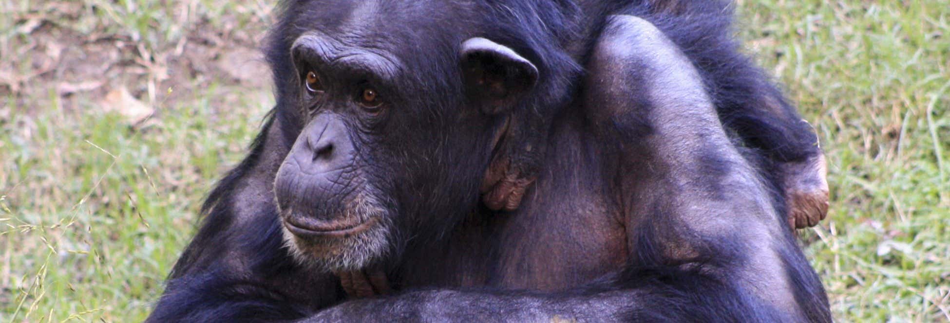 Escursione alla riserva di Pongo-Songo