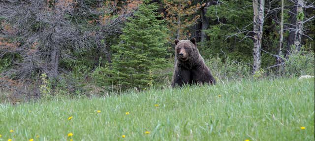 Escursione a un rifugio di orsi grizzly