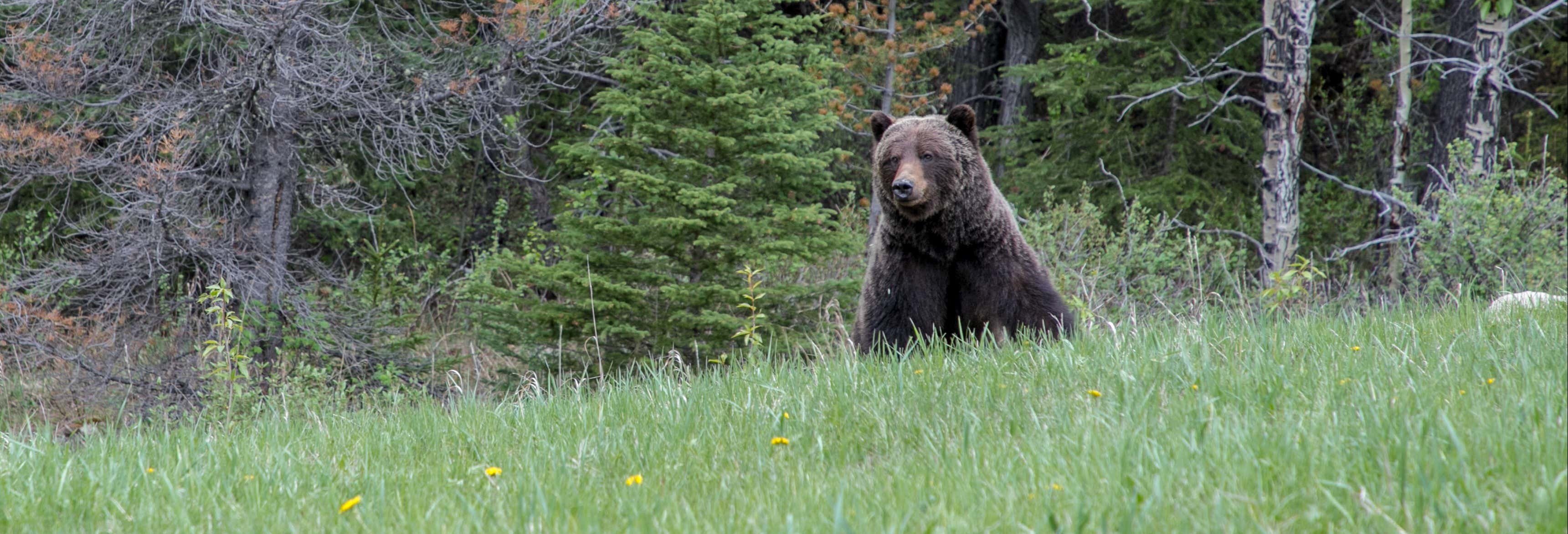 Escursione a un rifugio di orsi grizzly