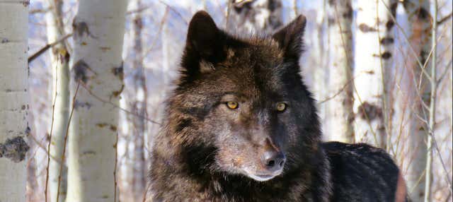 Escursione al santuario di cani lupo di Yamnuska con arrivo a Calgary
