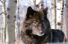 Yamnuska Wolfdog Sanctuary Day Trip Ending in Calgary