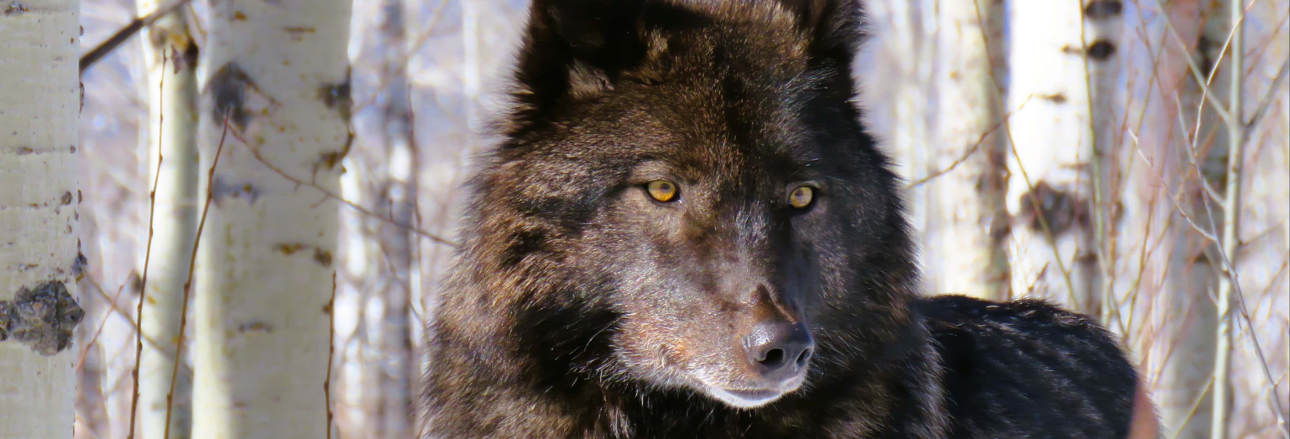 Escursione al santuario di cani lupo di Yamnuska con arrivo a Calgary