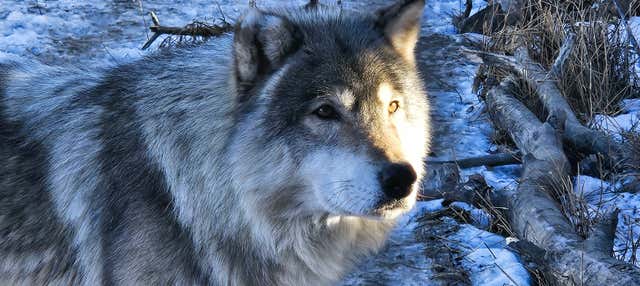Escursione al santuario dei cani lupo di Yamnuska