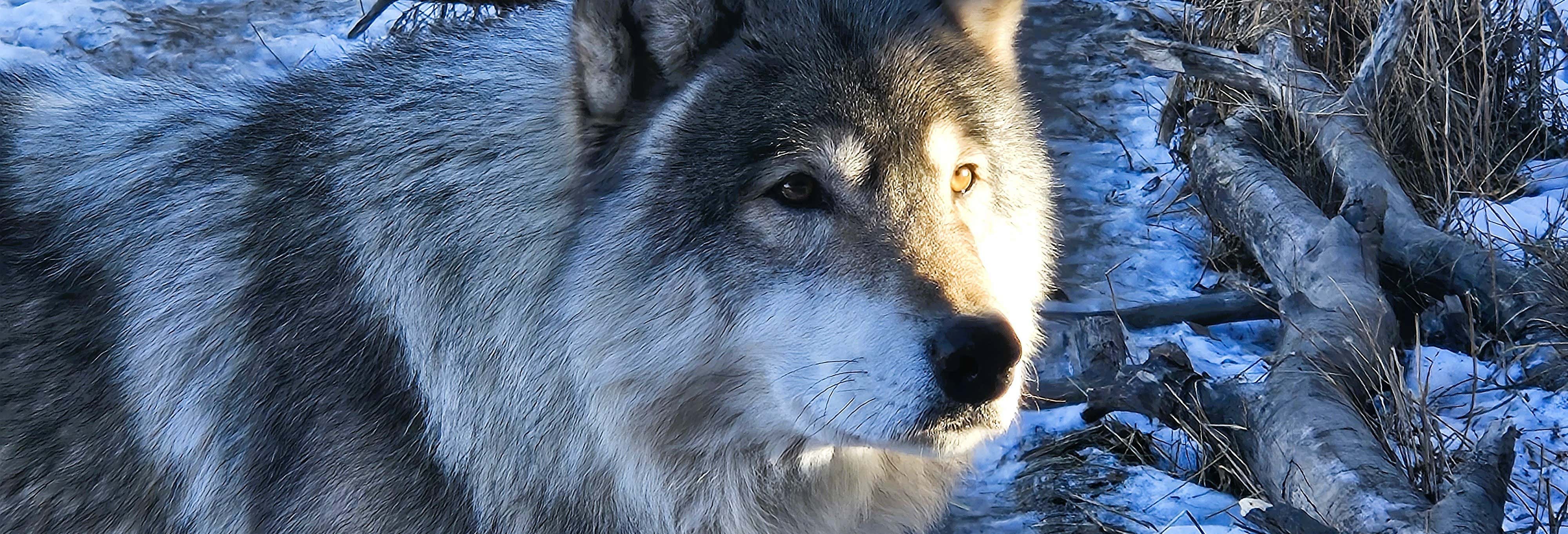 Escursione al santuario dei cani lupo di Yamnuska
