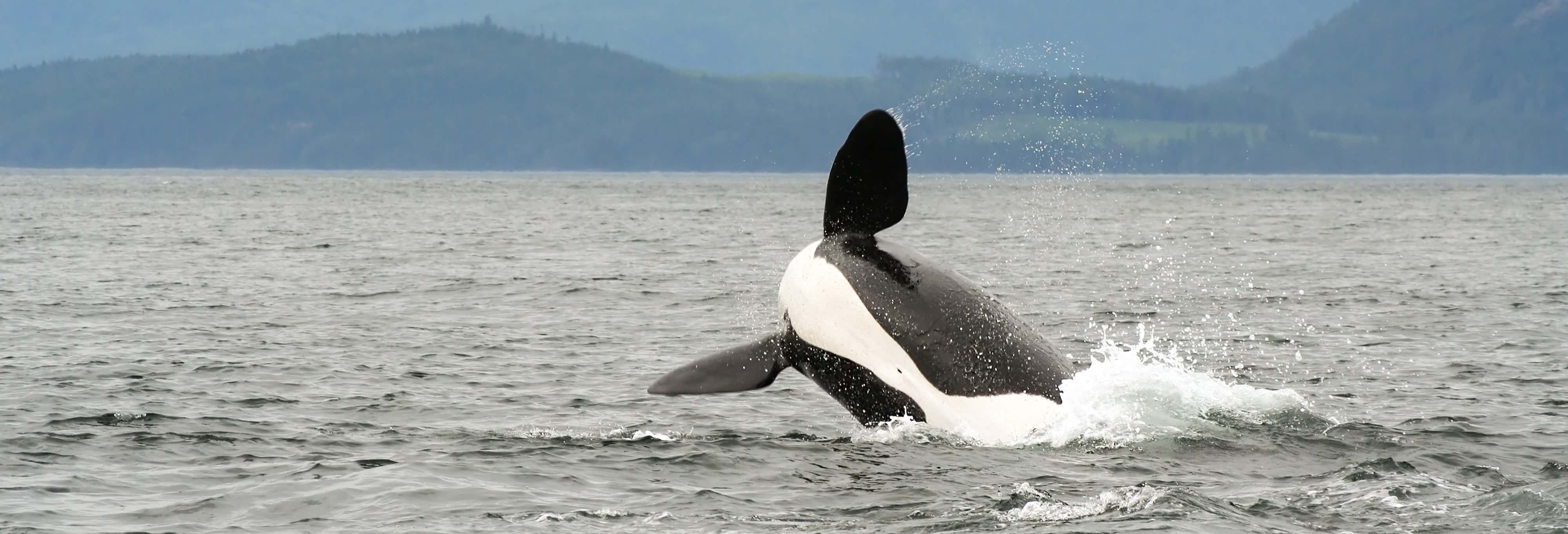 Whale Watching in Campbell River