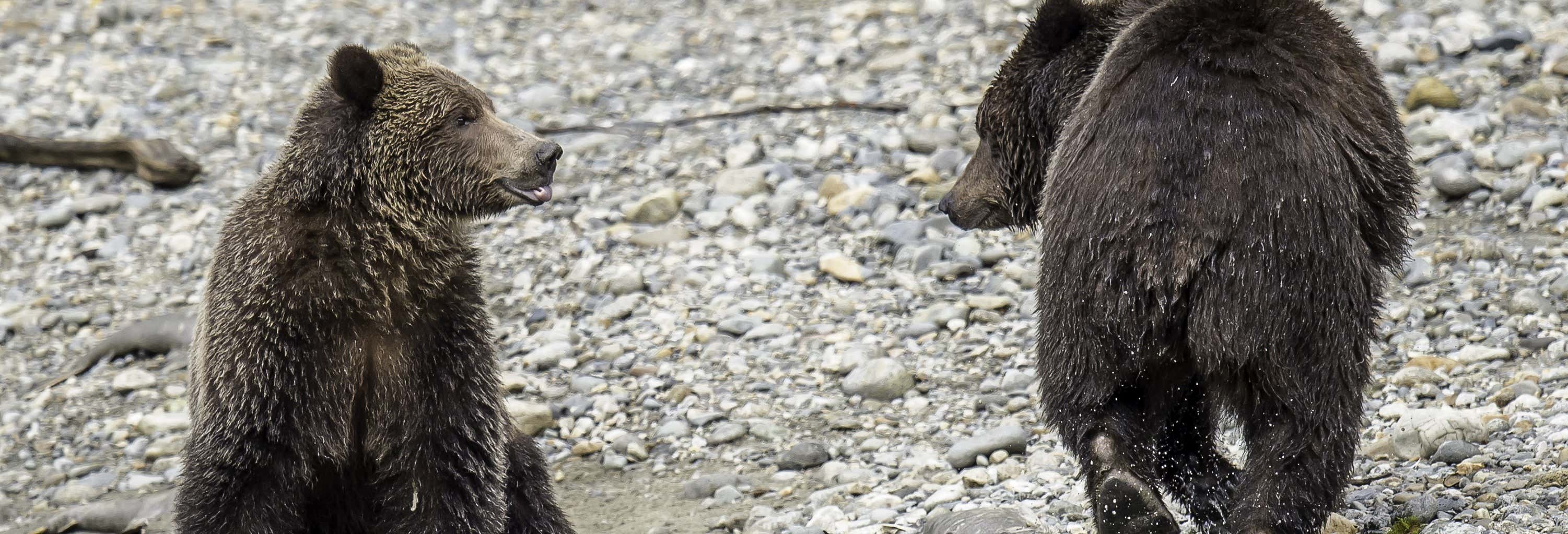 Bute Inlet Grizzly Bear Tour