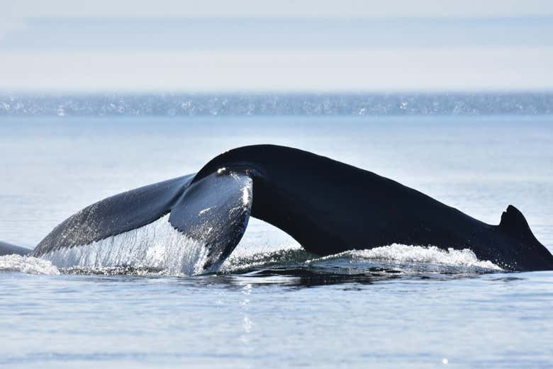 Balade En Zodiac Depuis Tadoussac Avec Observation De Baleines