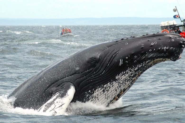 Zodiac Trip with Whale Watching