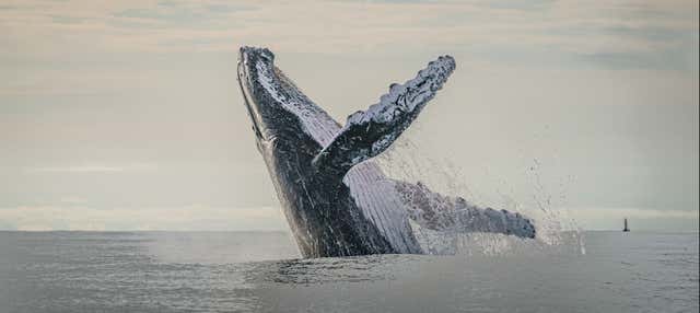 Giro in barca con avvistamento di balene