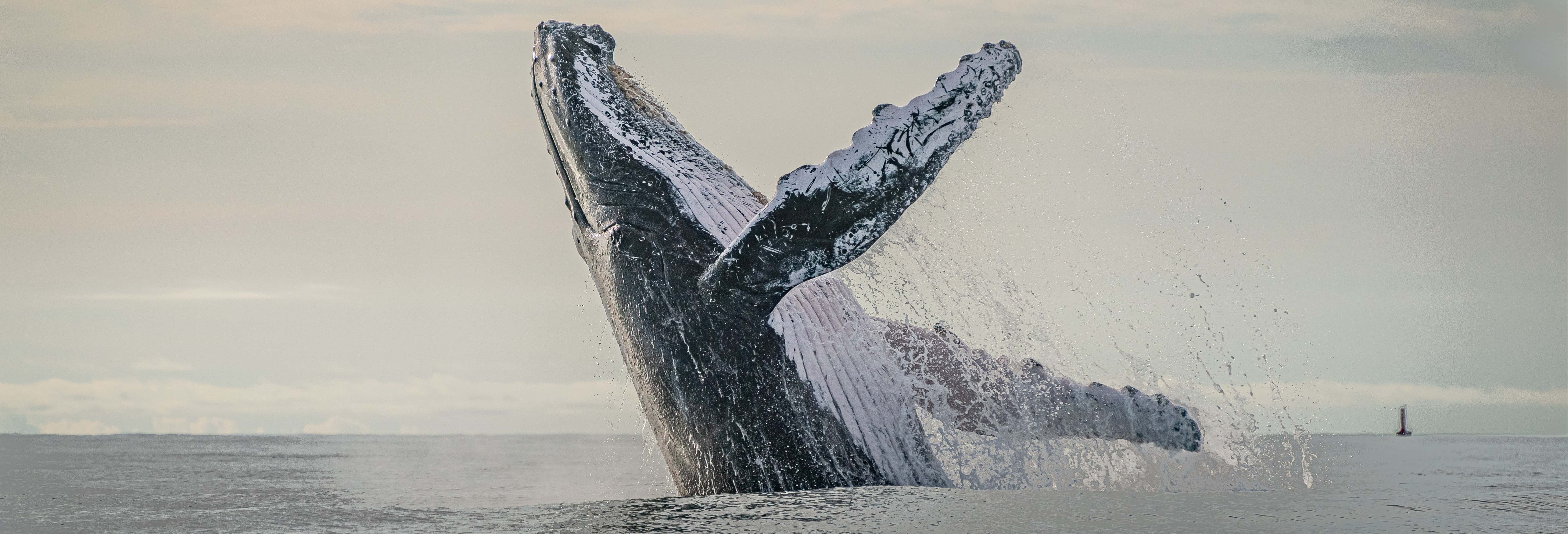 Quebec Whale Watching Boat Trip