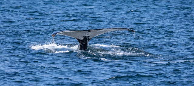 Giro in zodiac con avvistamento di balene