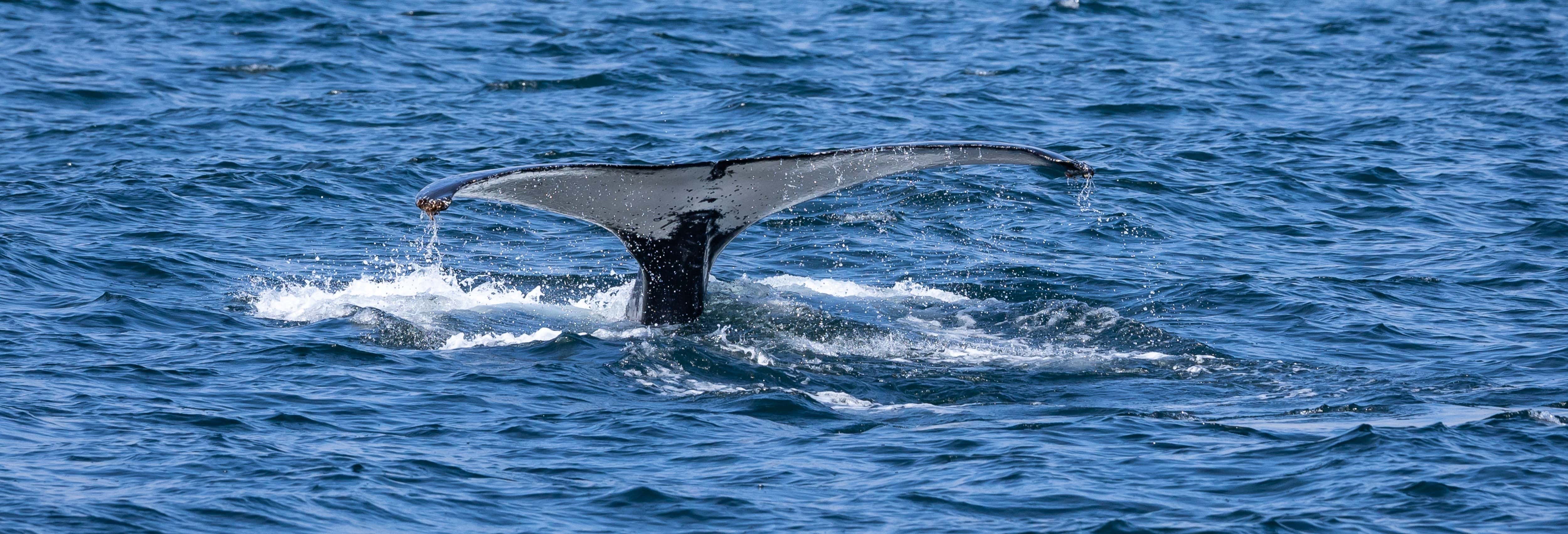 Zodiac Trip with Whale Watching