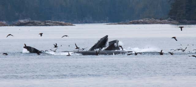 Avvistamento di balene e delfini nell'arcipelago di Broughton