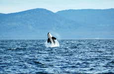 Whale Watching in Vancouver