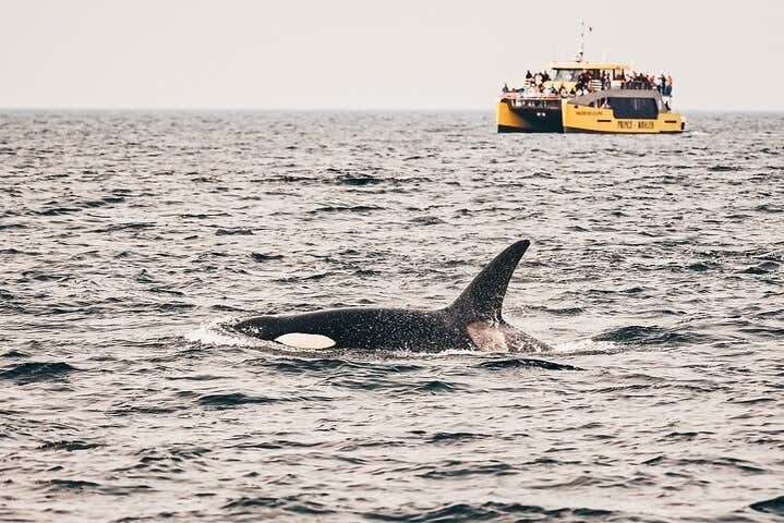 Avistamiento de ballenas en Vancouver