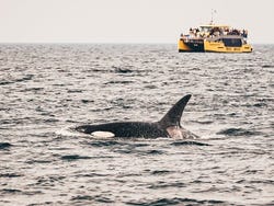 Avistamiento de ballenas en Vancouver