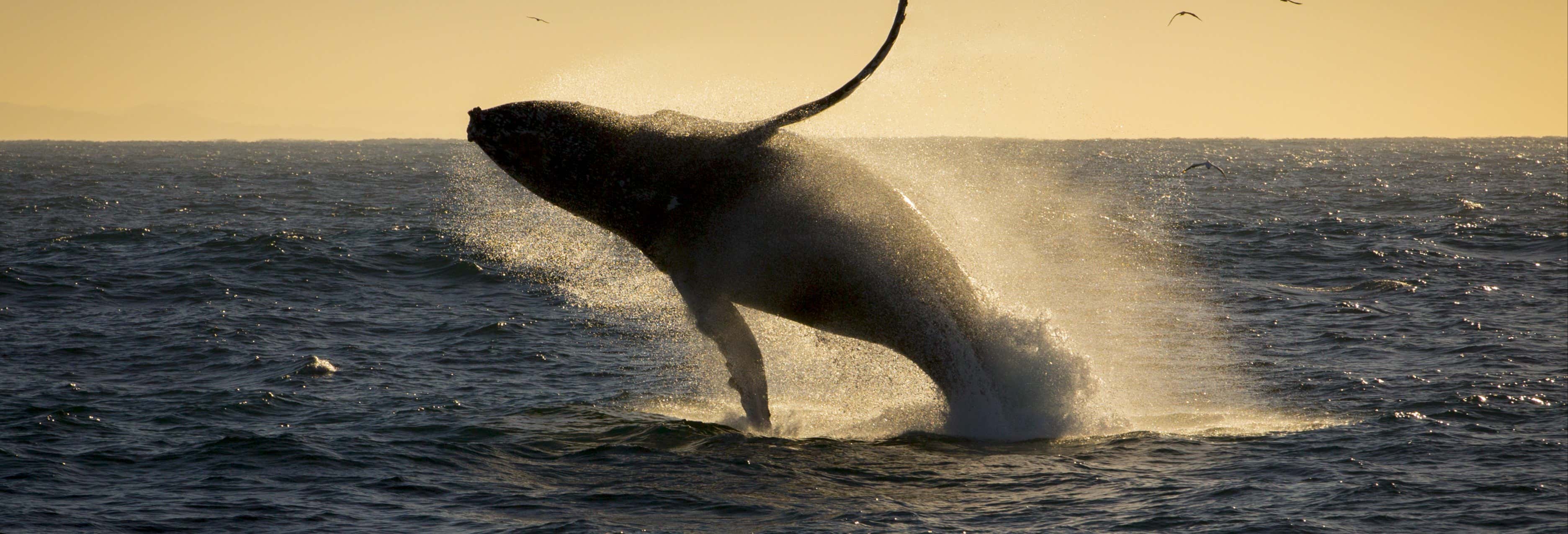 Sunset Whale Watching Trip