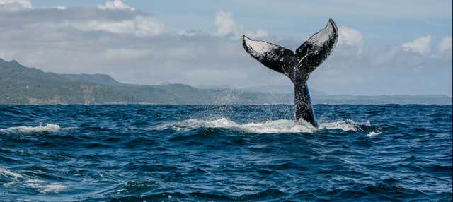 Avvistamento di balene in motoscafo