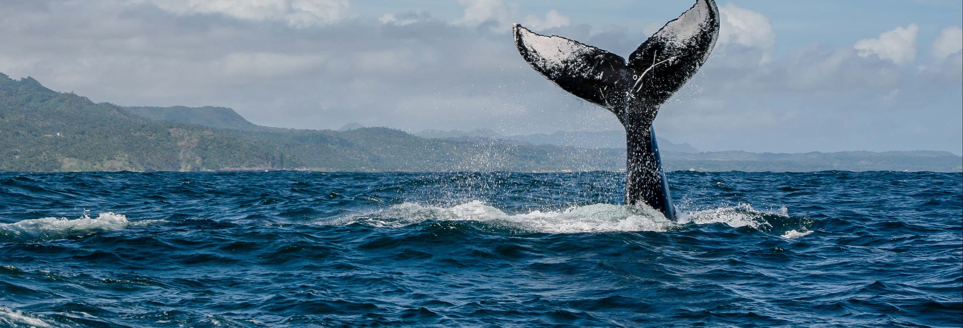 Whale Watching Speedboat Trip