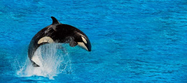 Avvistamento di balene a Victoria