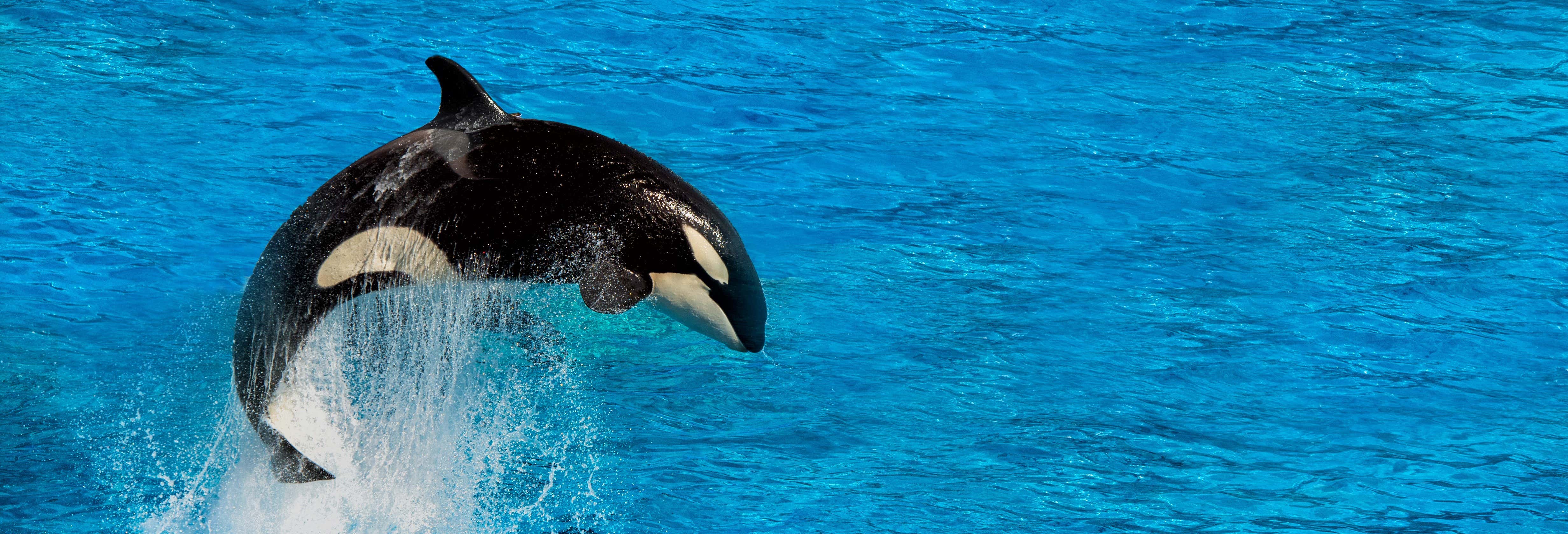 Whale Watching in Victoria