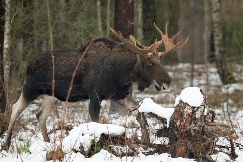 Imagen 3