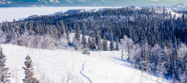 Passeggiata con le racchette da neve a Whitehorse