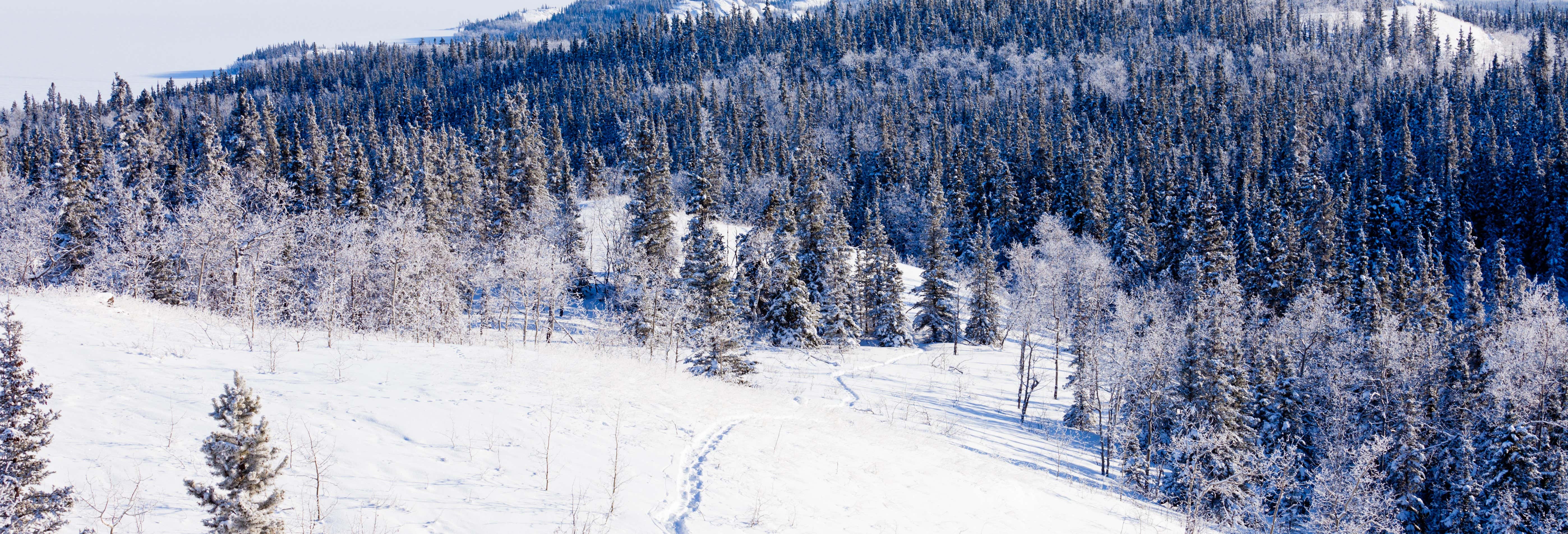 Whitehorse Snowshoeing Tour