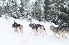 Paseo en trineo de perros husky