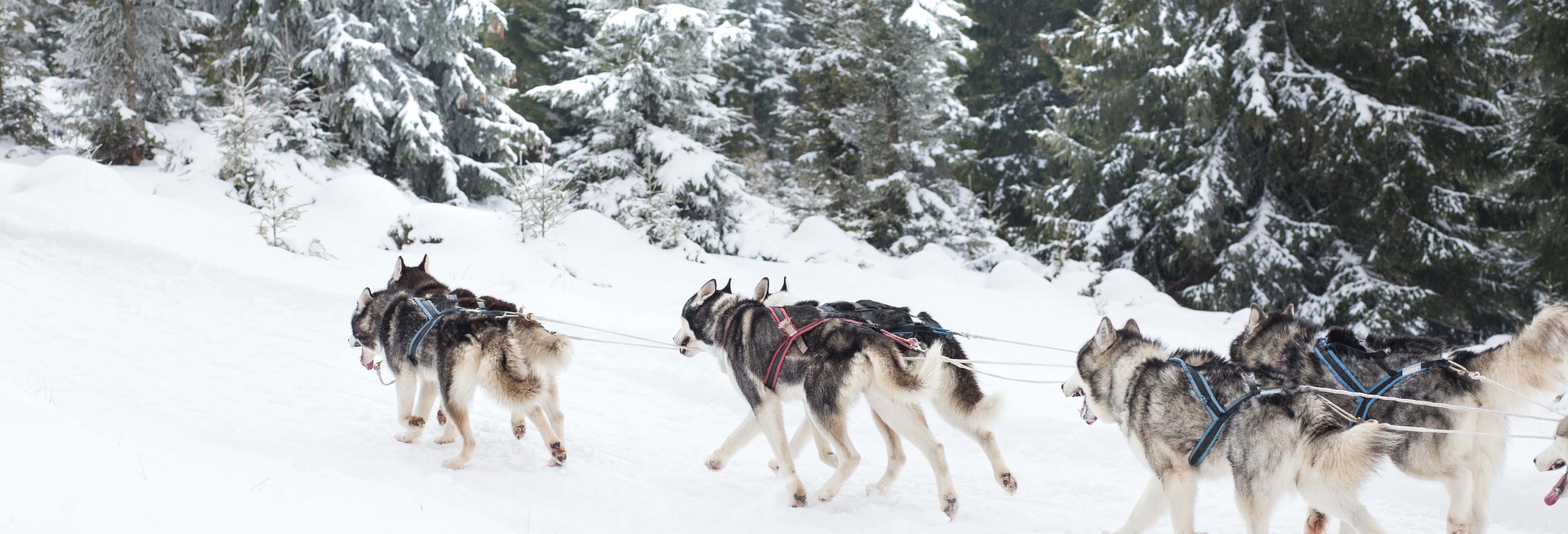 Corsa con cani da slitta a Yellowknife