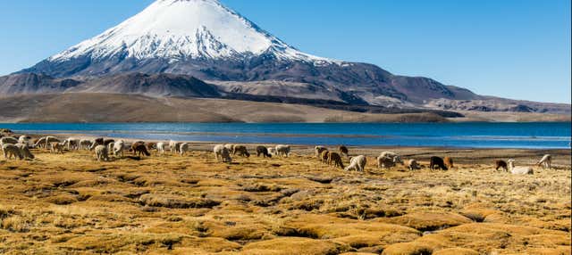 Escursione al lago Chungará