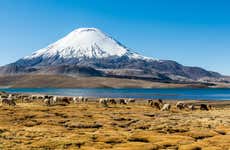 Lake Chungará Tour