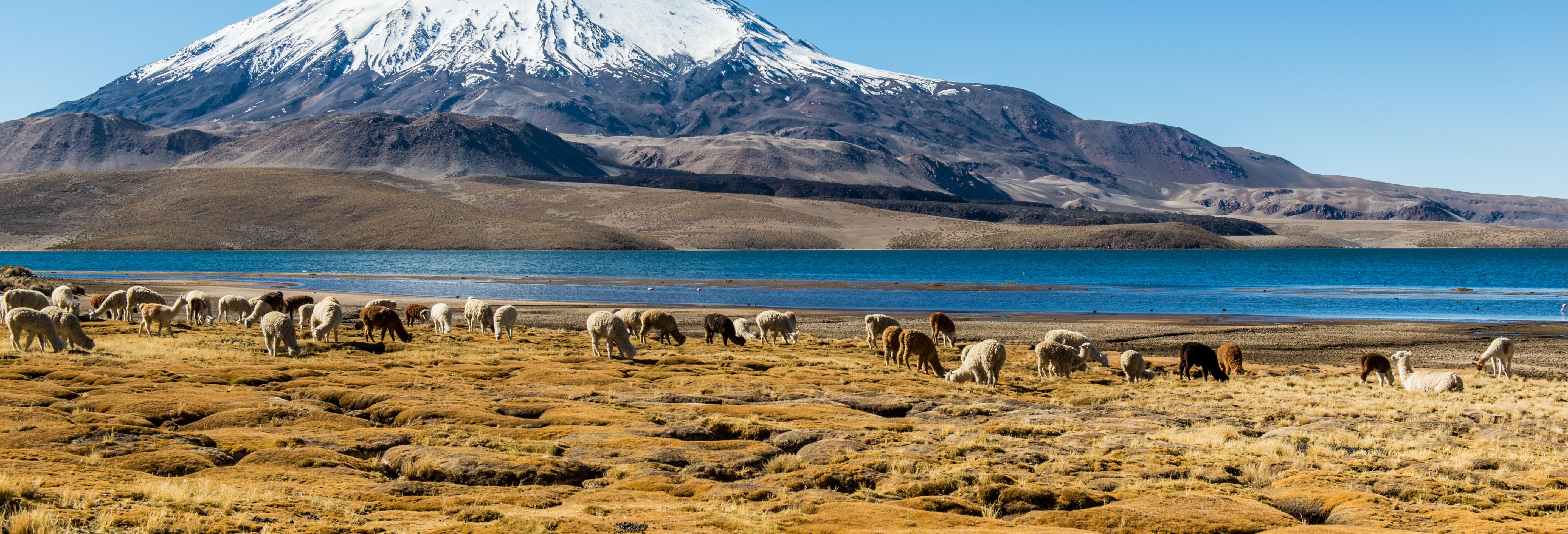 Lake Chungará Tour