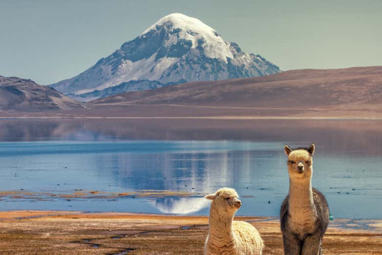 Imagen 6