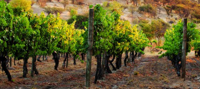 Tour del vino Carménère alla cantina Viña Santa Rita