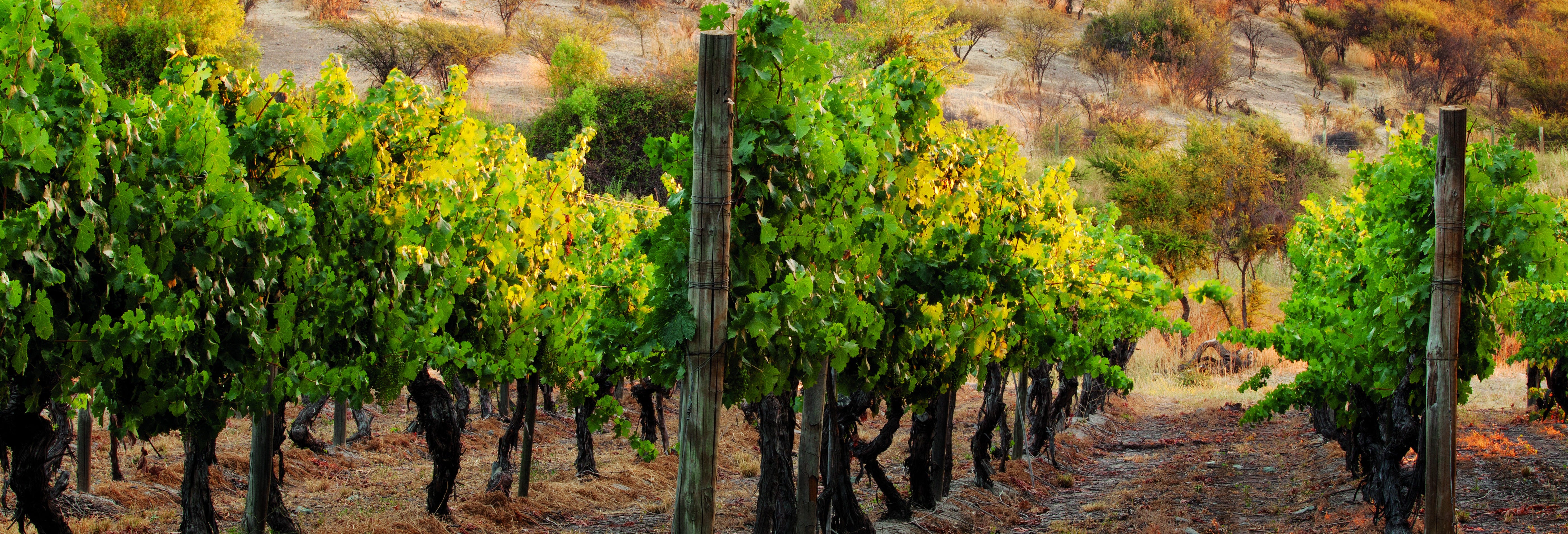 Carmenere Wine Tour