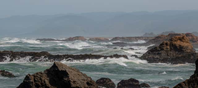 Giro in barca all'isola Chañaral con whale watching