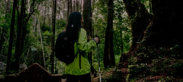 Trekking serale al Parque Tepuhueico