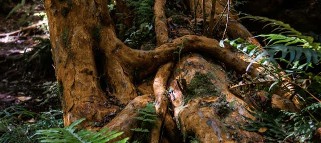 Trekking nella foresta del Parco Tepuhueico