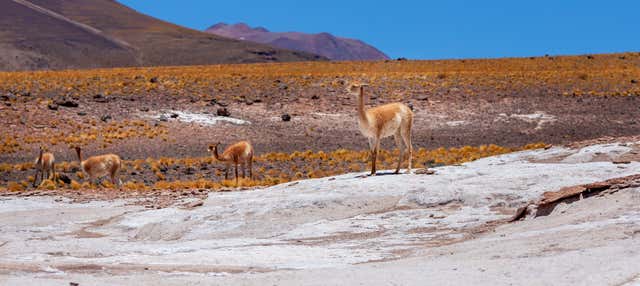 Escursione al parco nazionale Vulcano Isluga