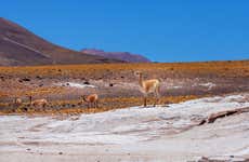 Excursión al Parque Nacional Volcán Isluga