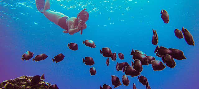 Snorkeling alla spiaggia di Anakena