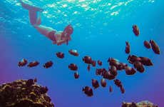 Anakena Beach Snorkelling Tour